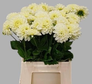 Георгина Полар Айс 45, шт.