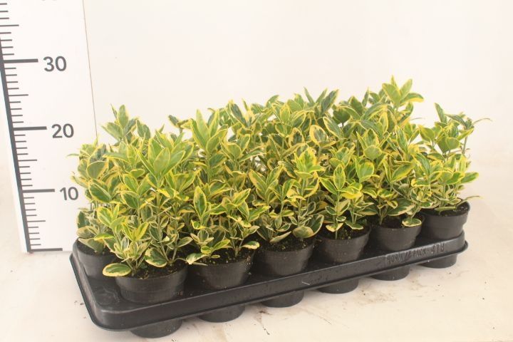 Euonymus jap. Marieke, D 9