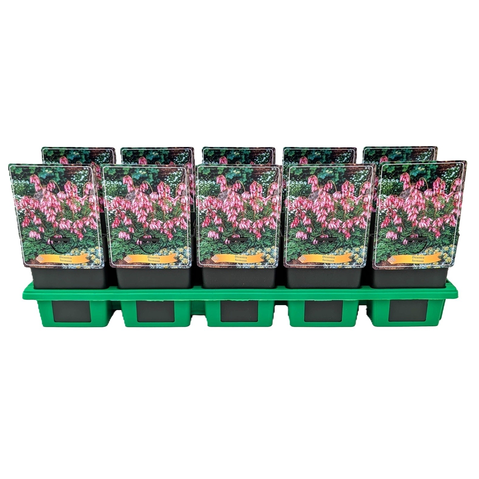 Dicentra formosa P11, D 11