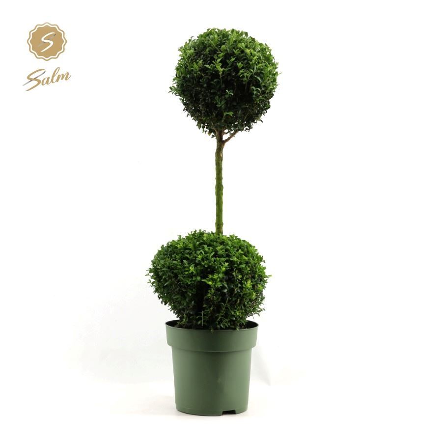 Buxus semp. Duo-Ball on Stem, D 27