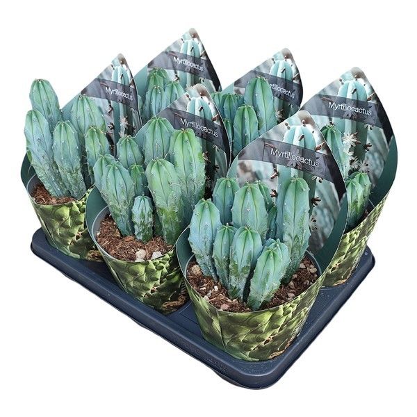 MYRTILLOCACTUS GEOMETRIZANS - POT Ø 14 WITH POTCOVER (CACTUS), D 14