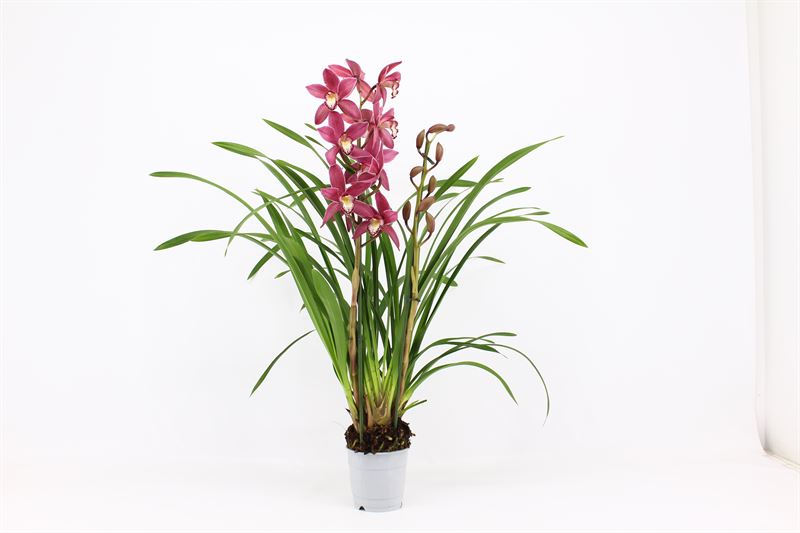 Cymbidium p12 Pearl Flor 2T10+, D 12 cm