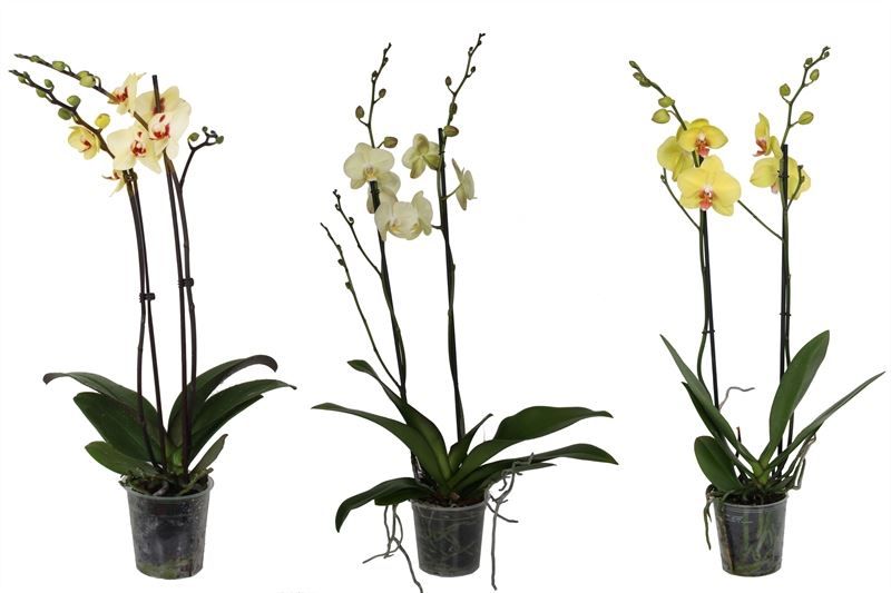 Phal yellow 2T14+, D 12