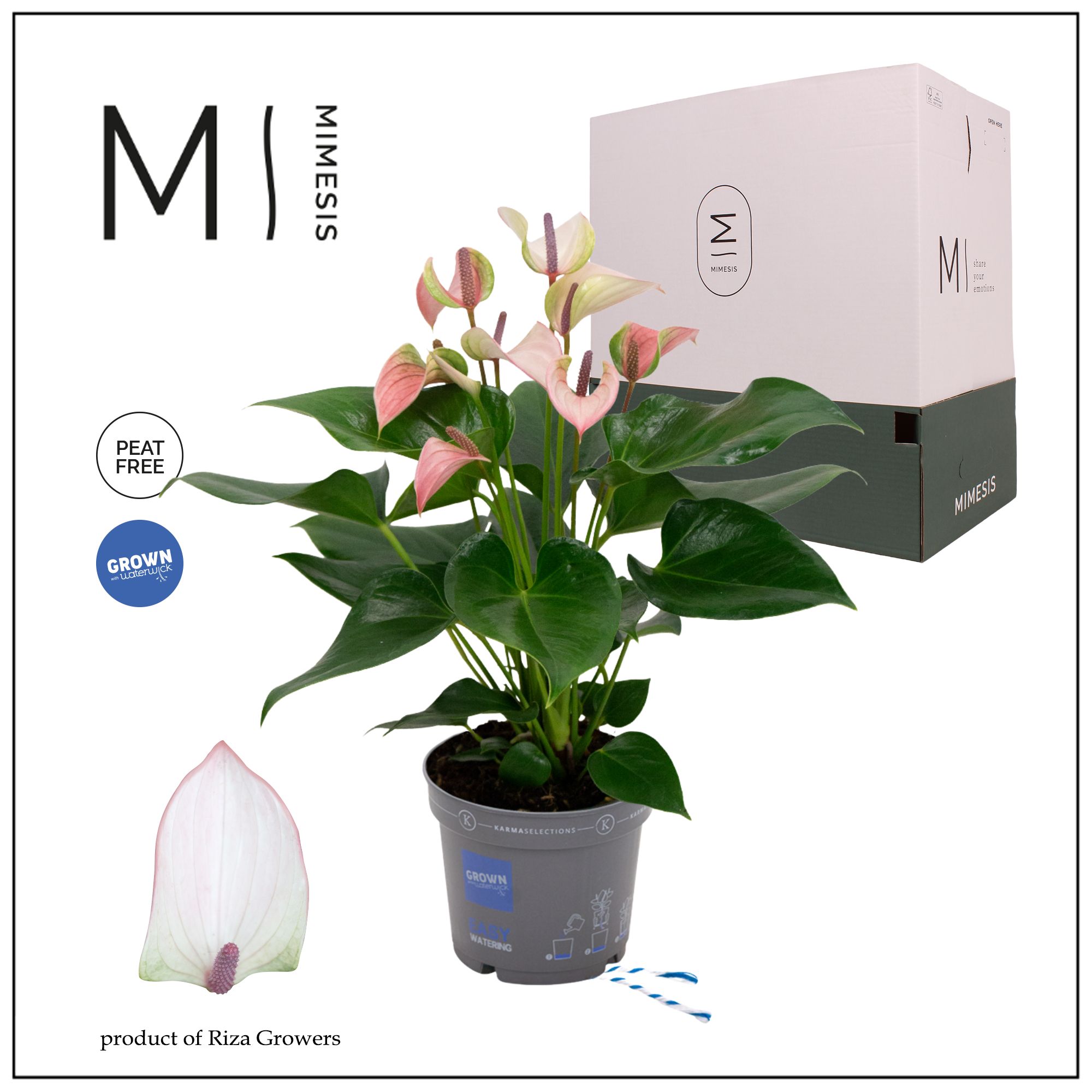 Mimesis Anthurium KARMA Pulse - 12cm, D 12
