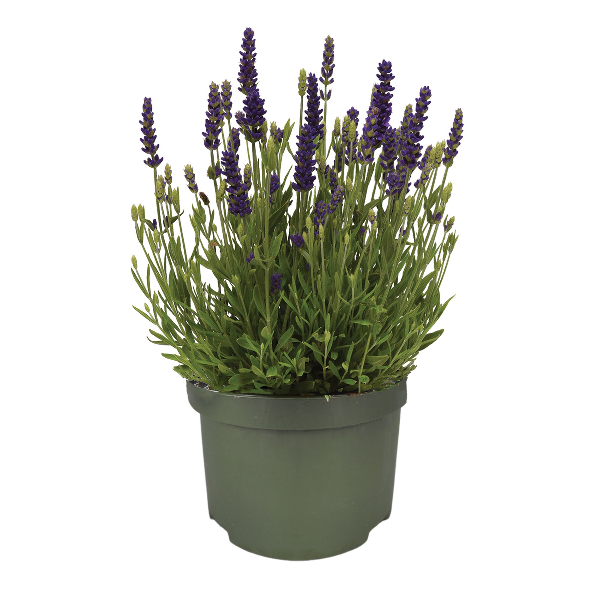 Lavandula "Spear Blue", D 13