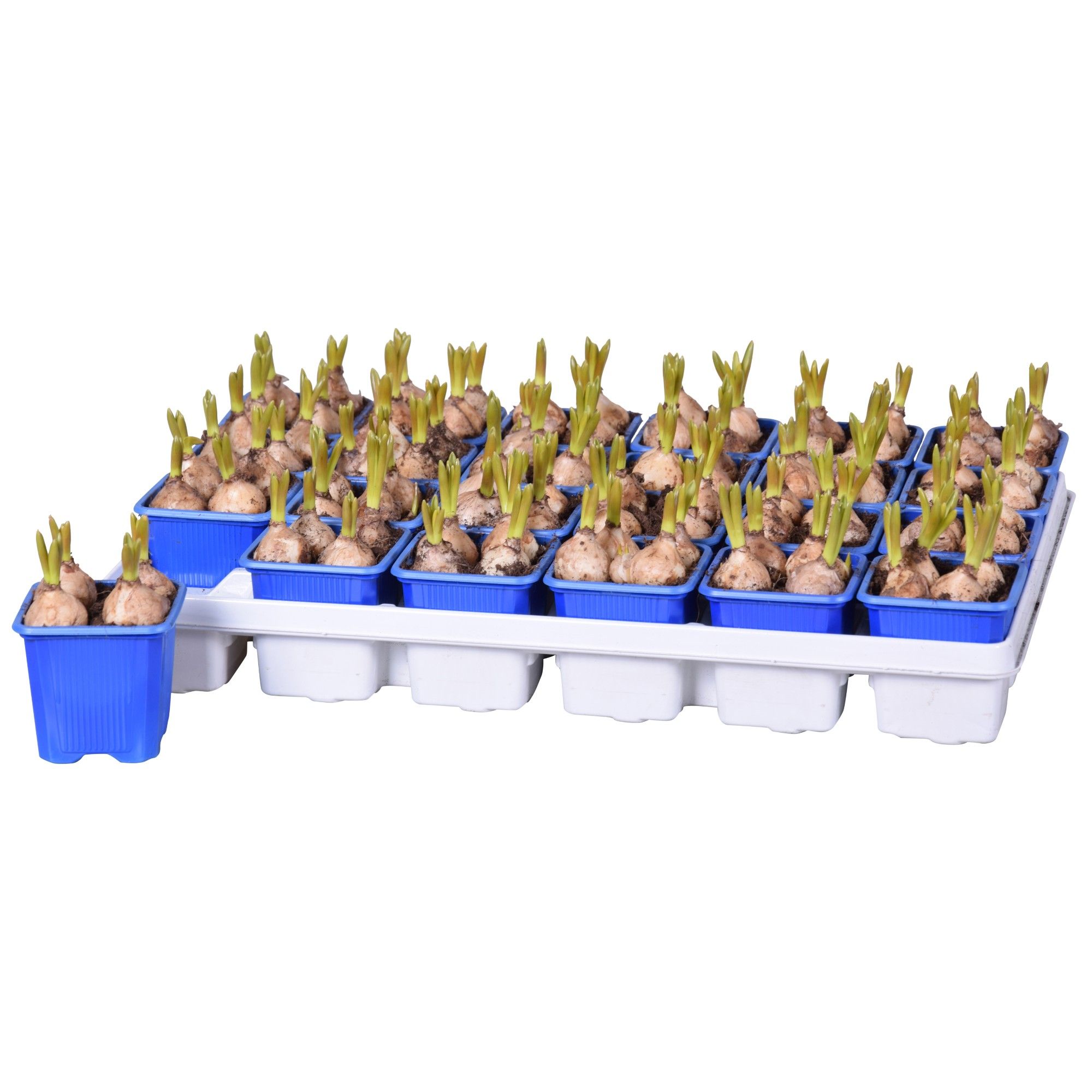 Muscari Armeniacum, D 7