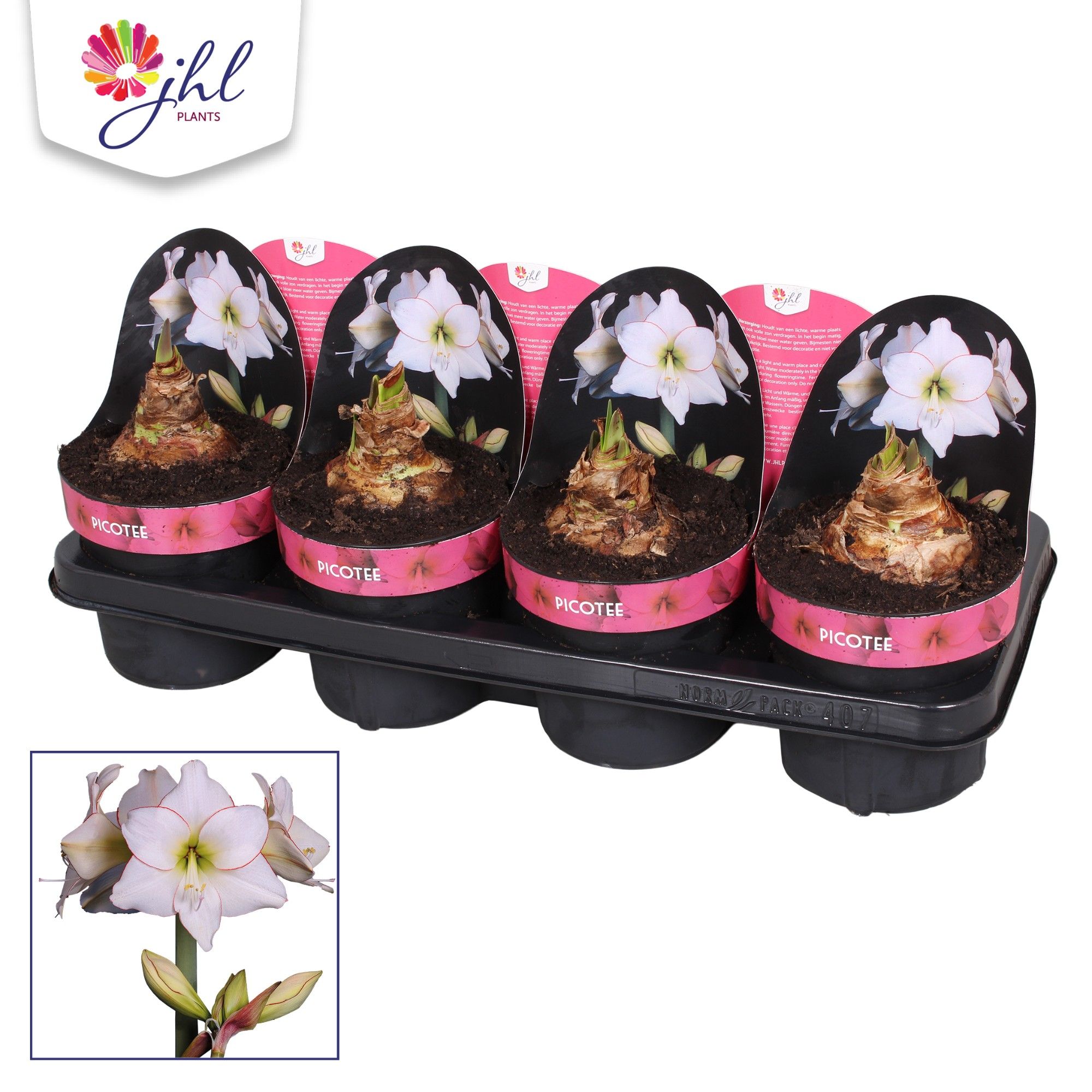 Amaryllis Picotee, D 14