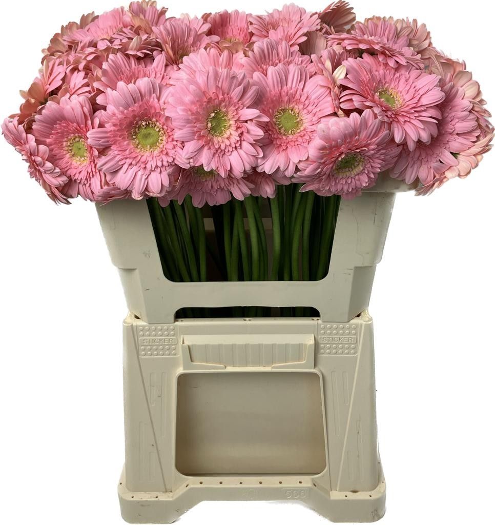 Гермини Джуна, шт.