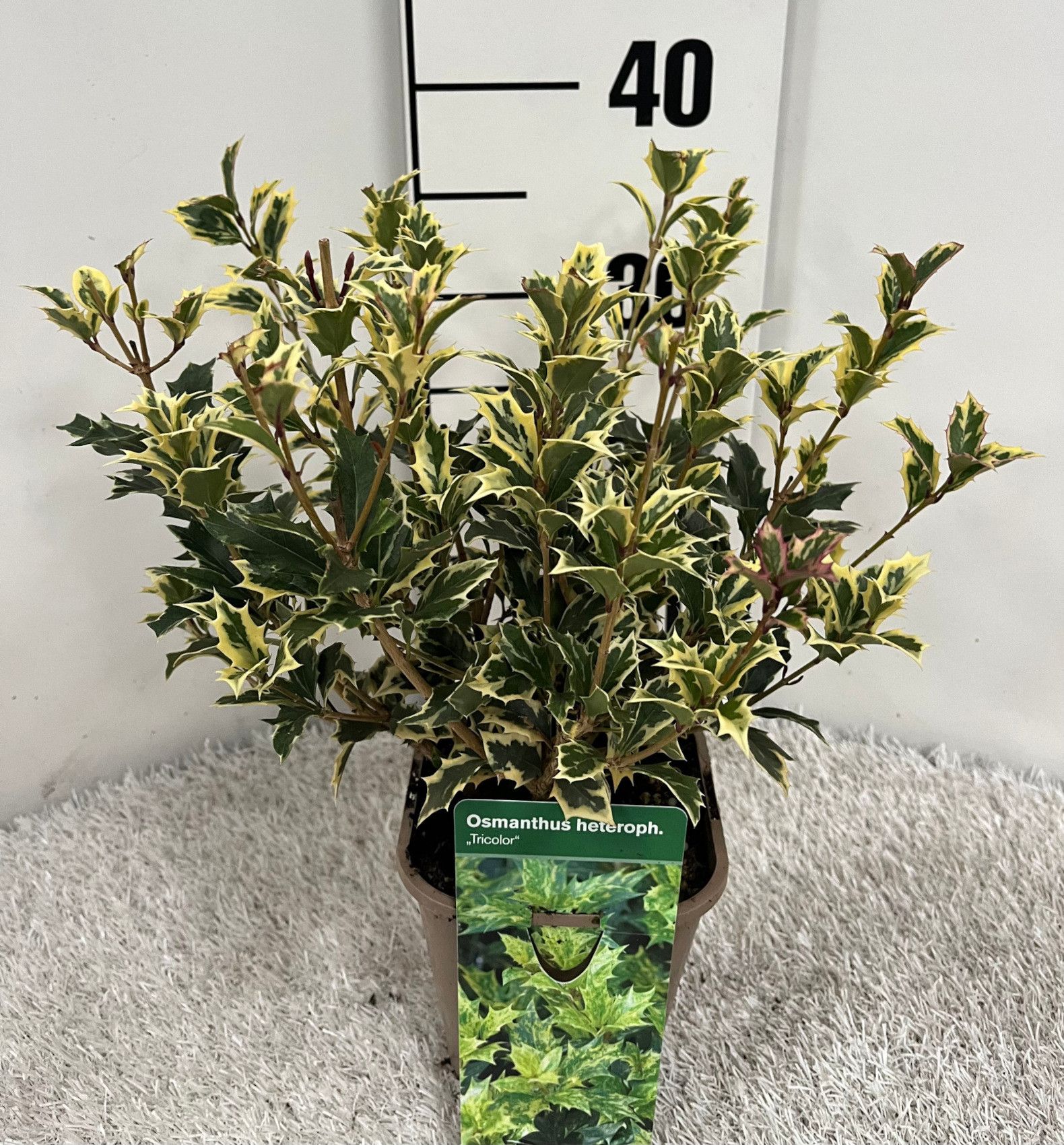 Osmanthus heterophyllus tricolor, D 14