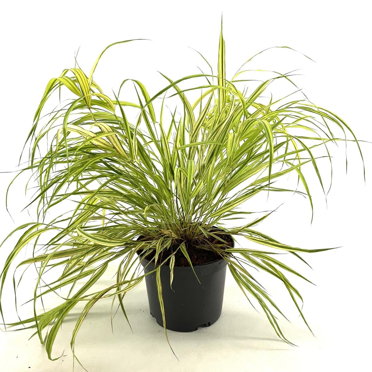 Hakonechloa macra 'Aureola', D 17