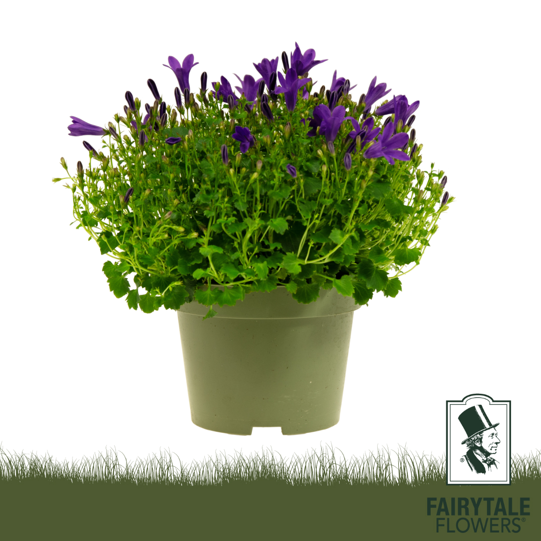 Campanula DARK Blue GET MEE®, D 10,5 cm