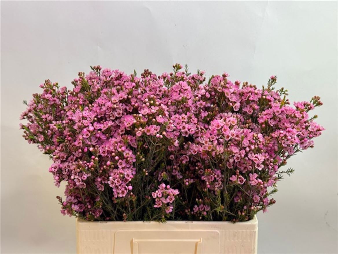 Шамелациум Сарас Делайт 60 (ярко-роз.), шт.