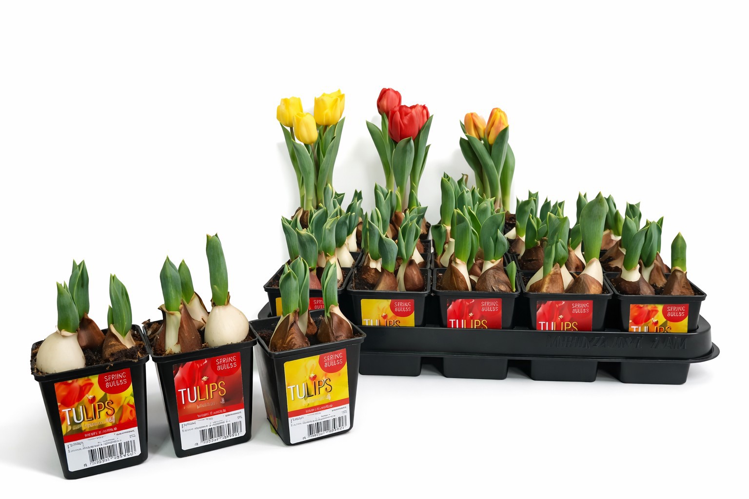 Tulp Baby Gemengd 7cm, D 7