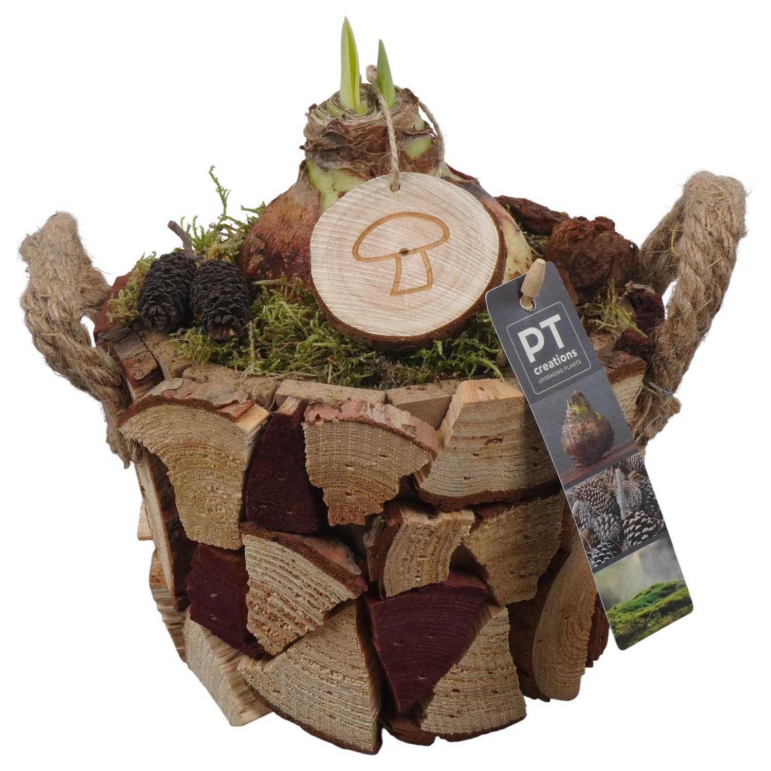 PTAA7540 Arrangement Amaryllis in houten bak, D 16 cm