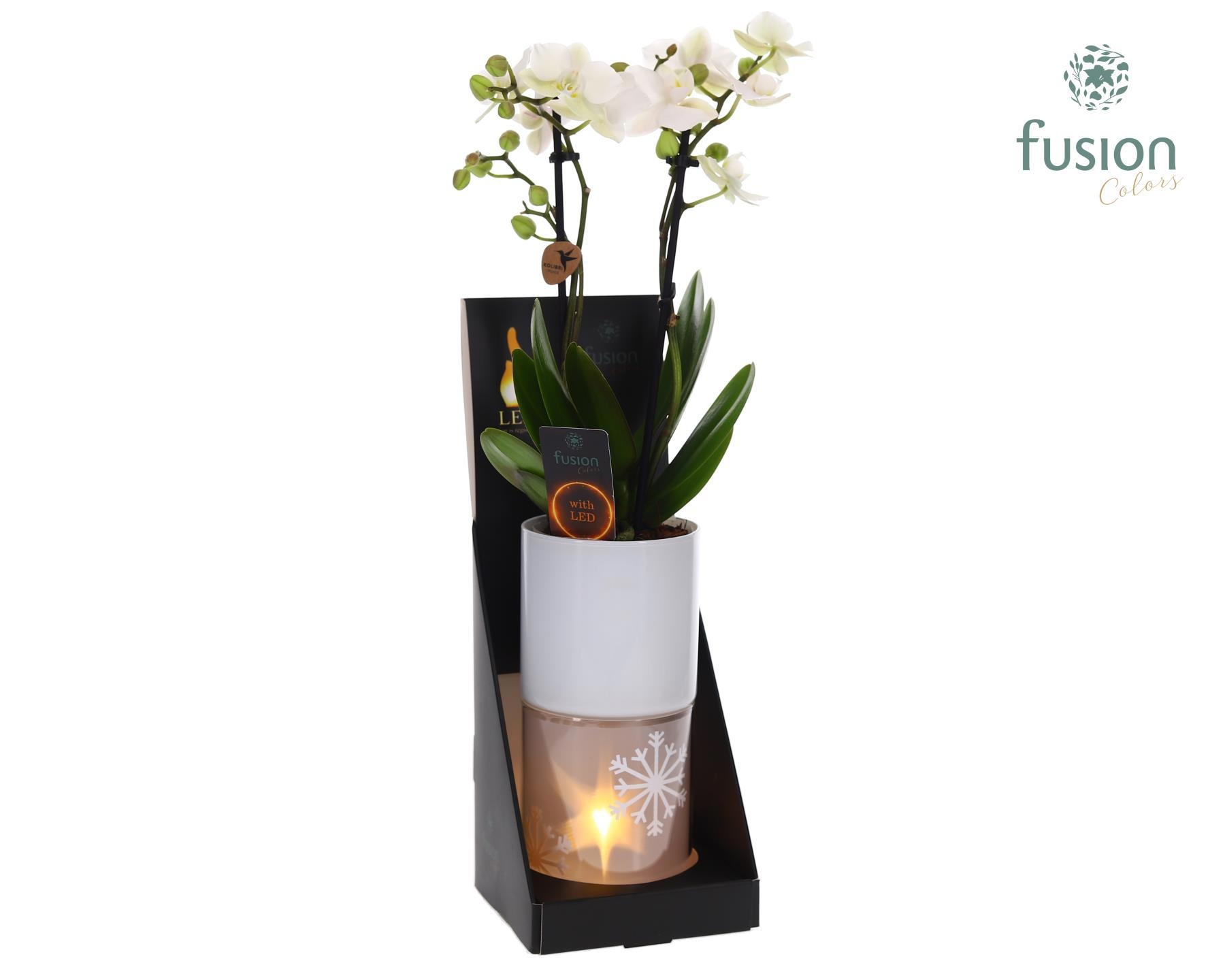 Glas tube Led planter groot met Phalaenopsis, D 11 cm