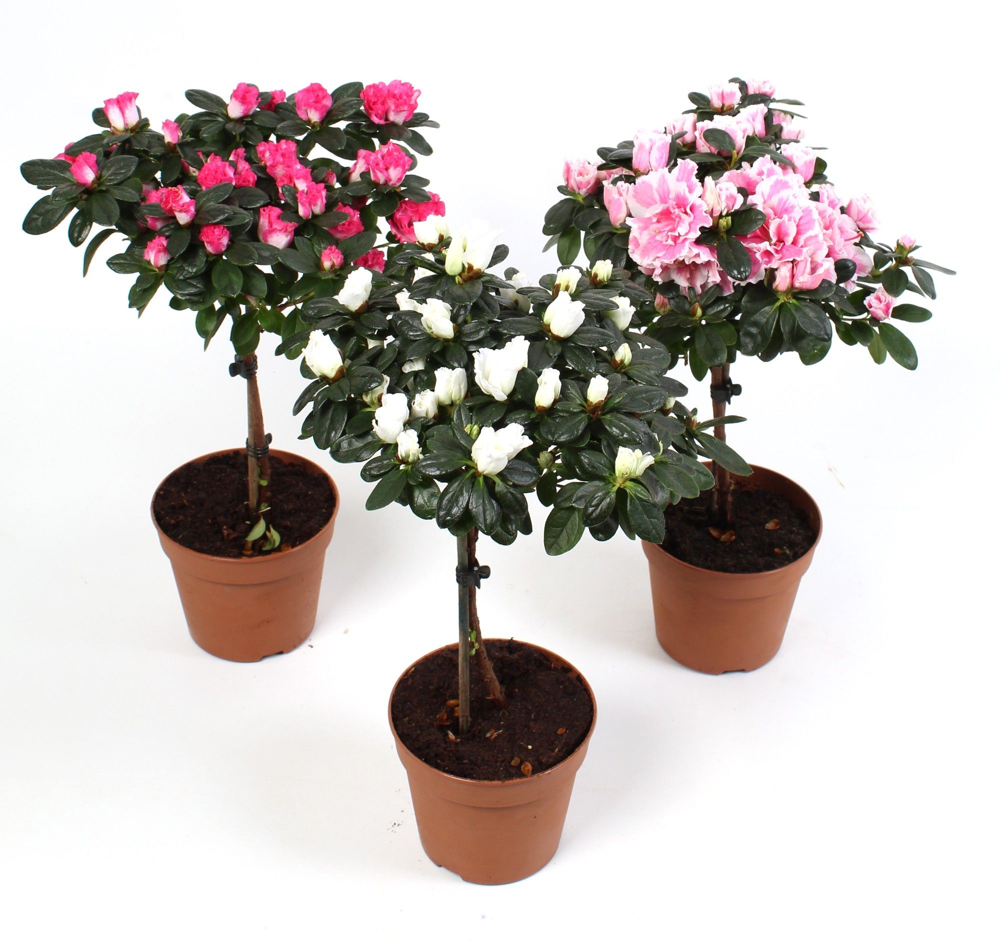 175 ADC : Azalea hoogstam mix kleuren pot 12 cm, D 13