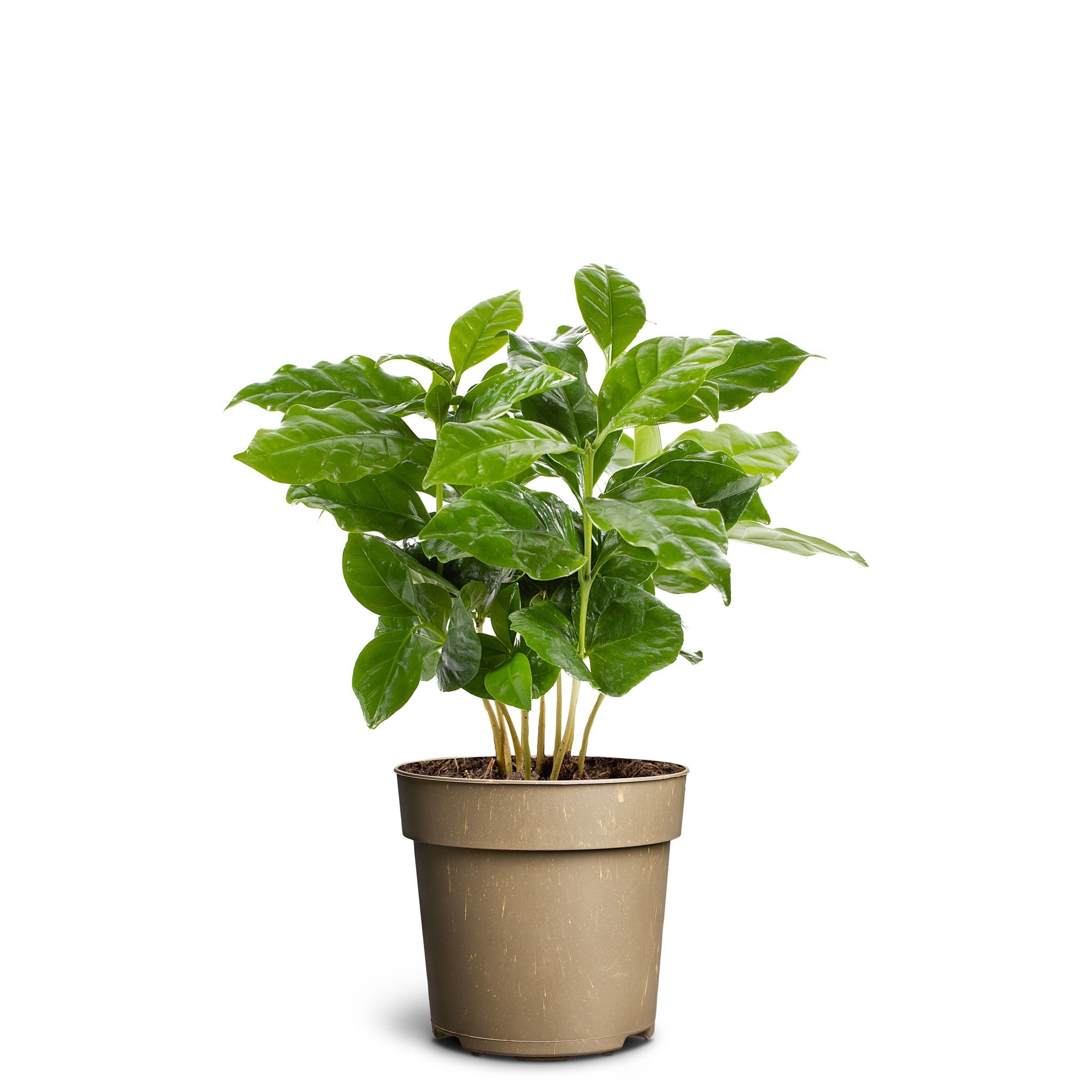 Coffea Arabica, D 11 cm Coffea Arabica, D 11 cm
