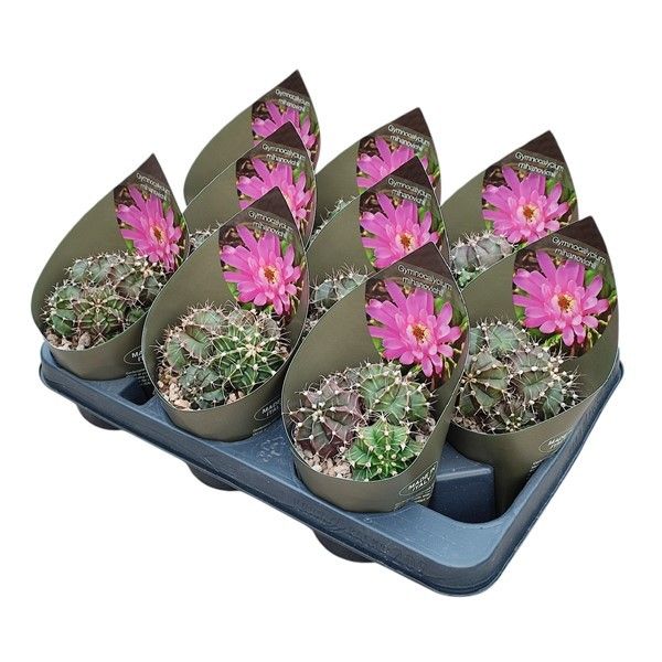 GYMNOCALYCIUM MIHANOVICHII - POT Ø 10,5 WITH POTCOVER (CACTUS), D 10,5