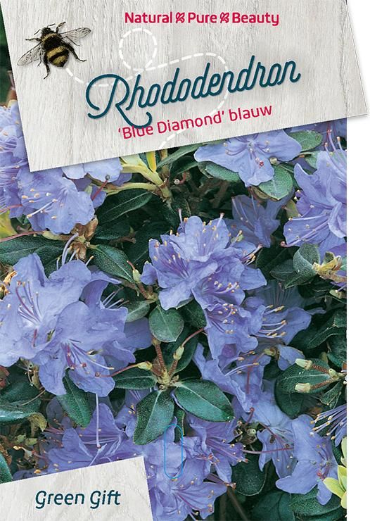 Rhodo. 'Blue Diamond' blue, D 29 cm
