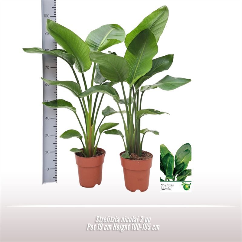 Strelitzia nicolai, D 19