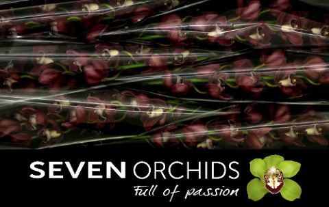 Цимбидиум Хейдс 80 (бордо) x6, шт.