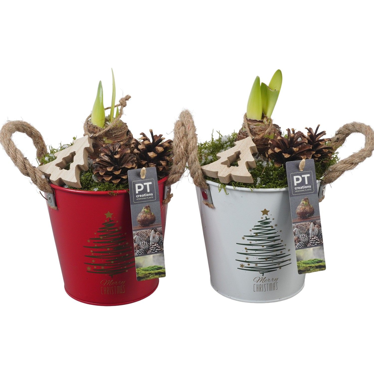 PTACH5860 Arrangement Amaryllis Christmas in metalen pot, D 13 cm PTACH5860 Arrangement Amaryllis Christmas in metalen pot, D 13 cm
