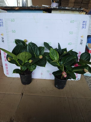 Мединилла магнифика 140 Ред Флауер Лотус Лантерн 14 40