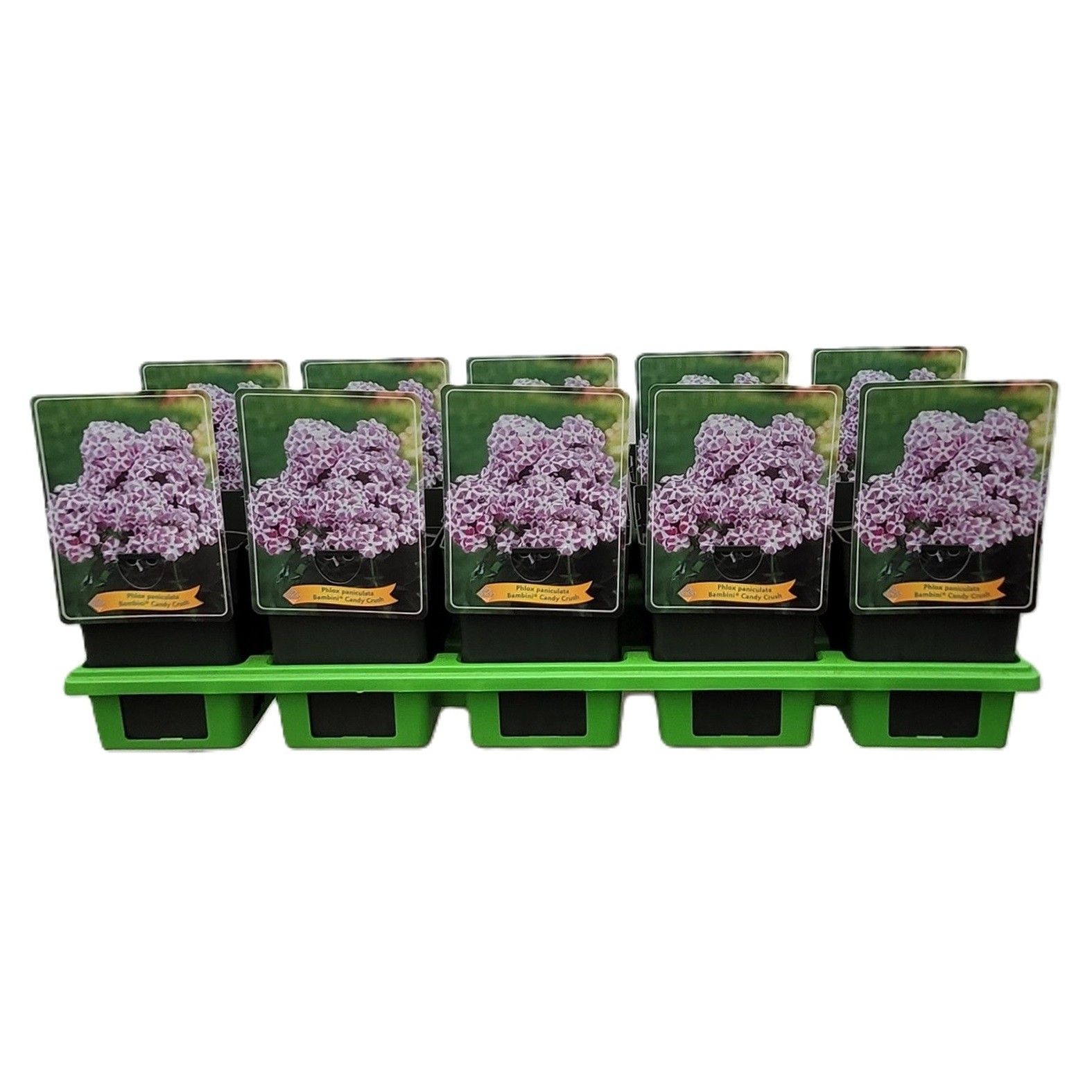 Phlox paniculata Bambini Candy Crush P11, D 11
