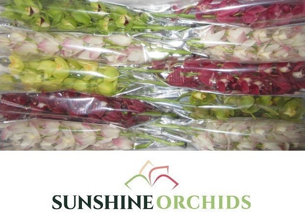 Цимбидиум мини Микс x10 60, шт.