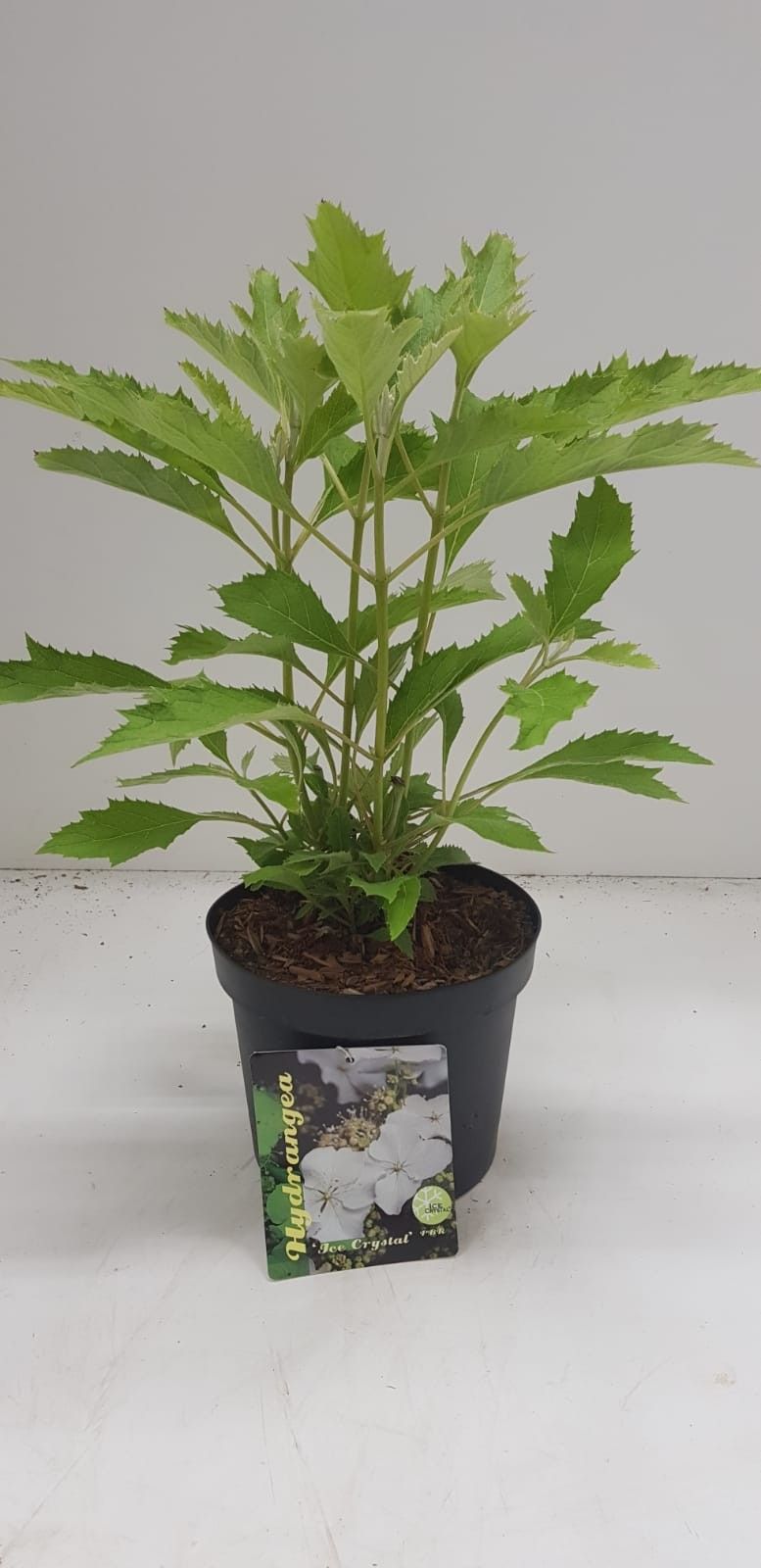 Hydrangea quercifolia Ice Crystal ('HQOPR010' PBR), D 17