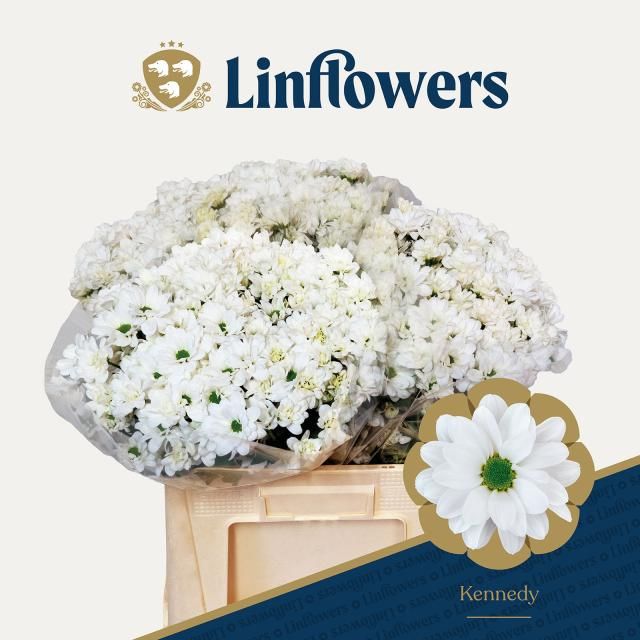 Хризантема куст. Кеннеди 60 (бел.), шт.