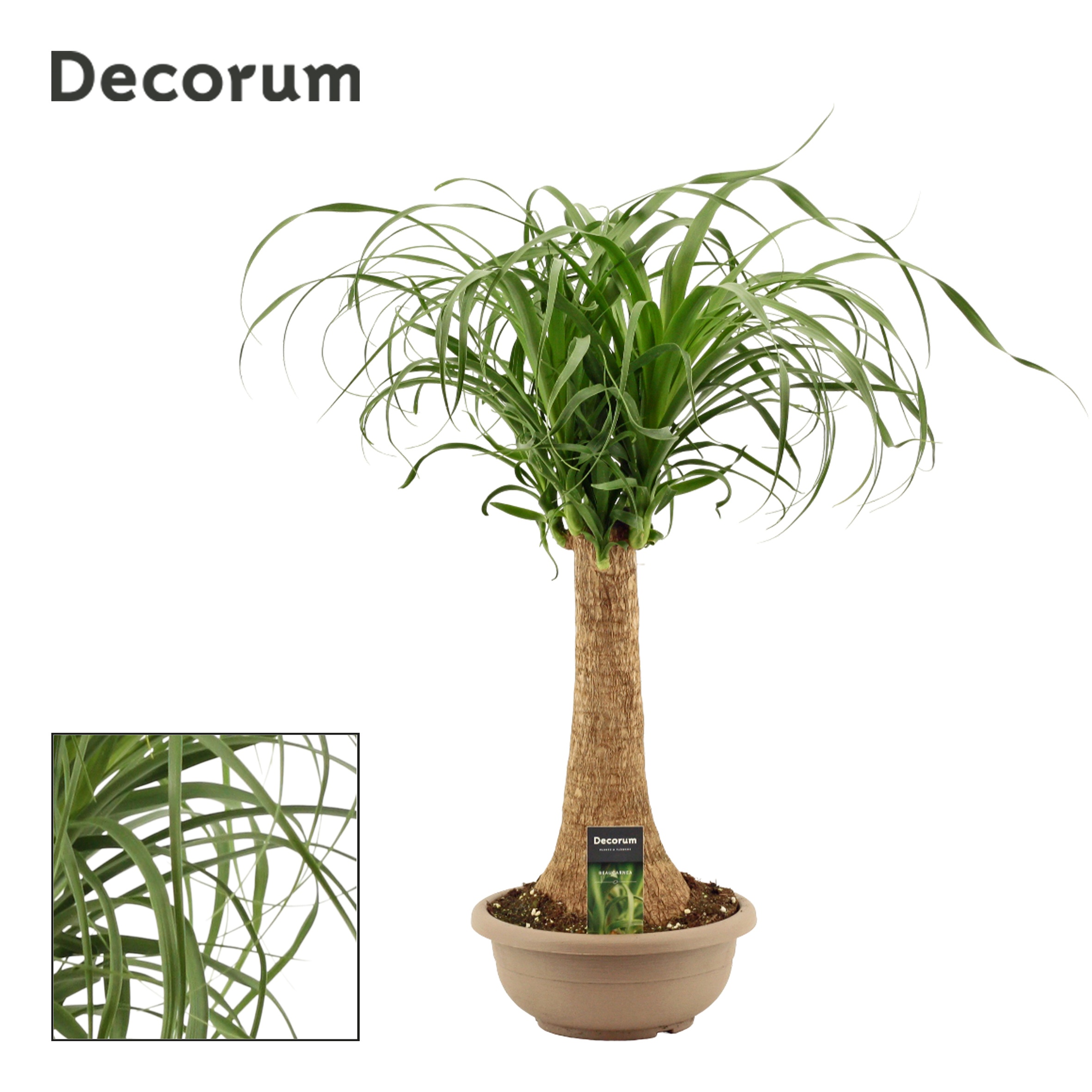 Beaucarnea Recht 25 cm compact in schaal (Decorum), D 25
