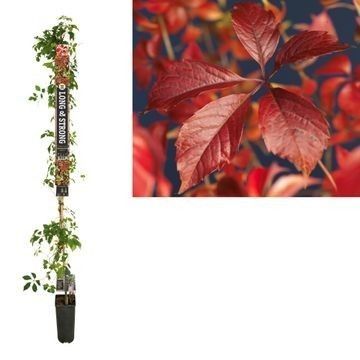 Parthenocissus 'Engelmannii' +Long & strong label, D 23