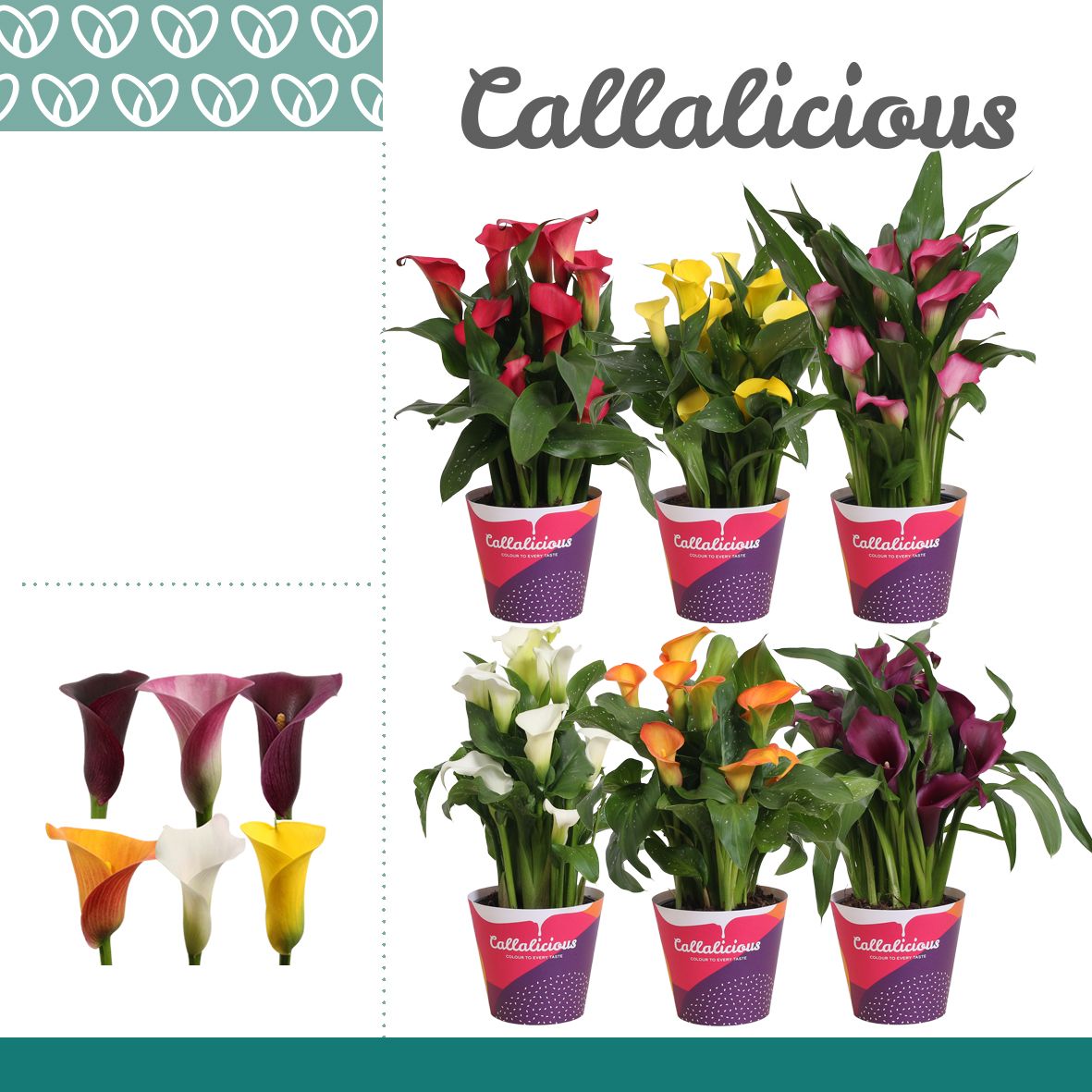 Zantedeschia (Calla) Mix in Potcover, D 14