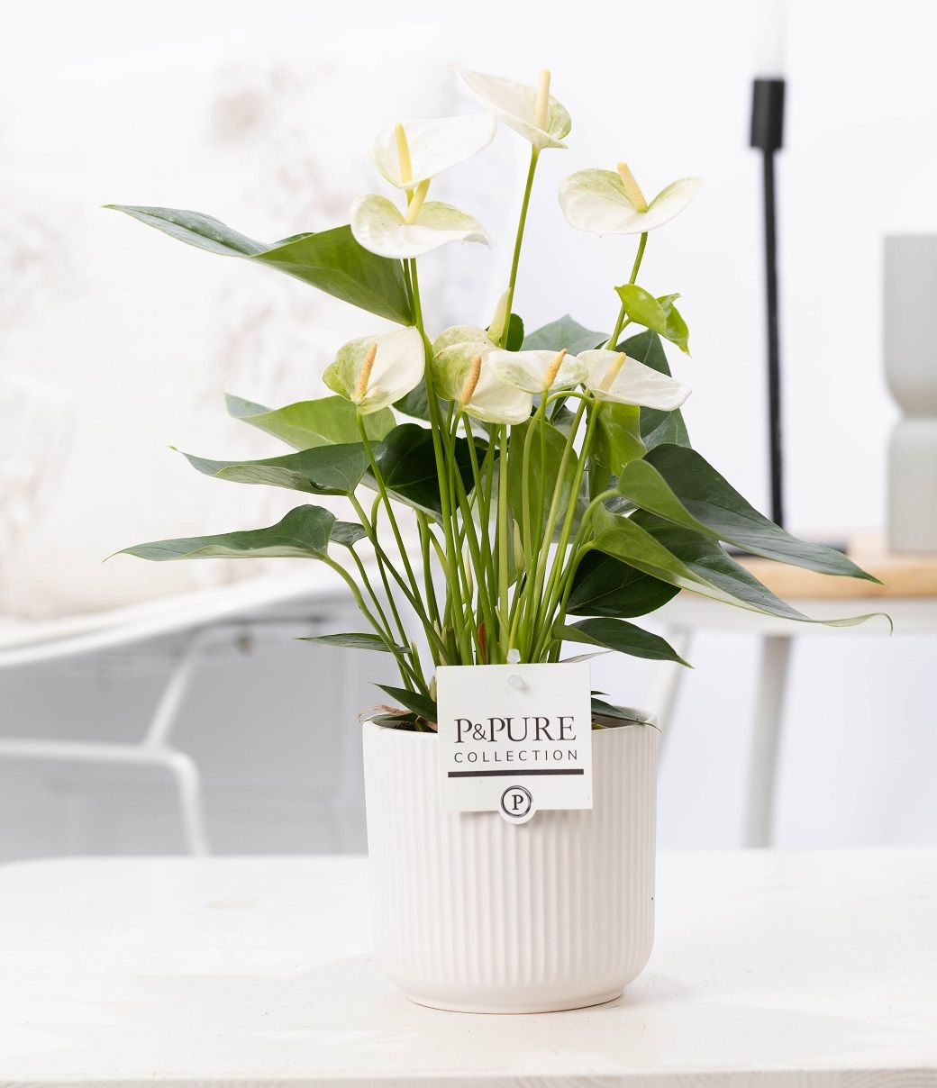 Anthurium white (Elido) in P&PURE Sophie cer. white, D 12