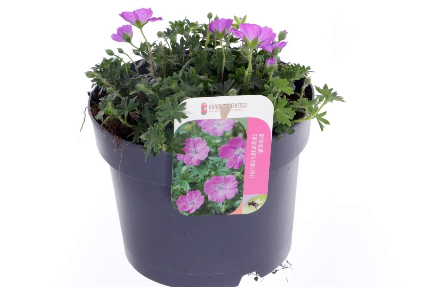 Geranium Max Frei, D 17