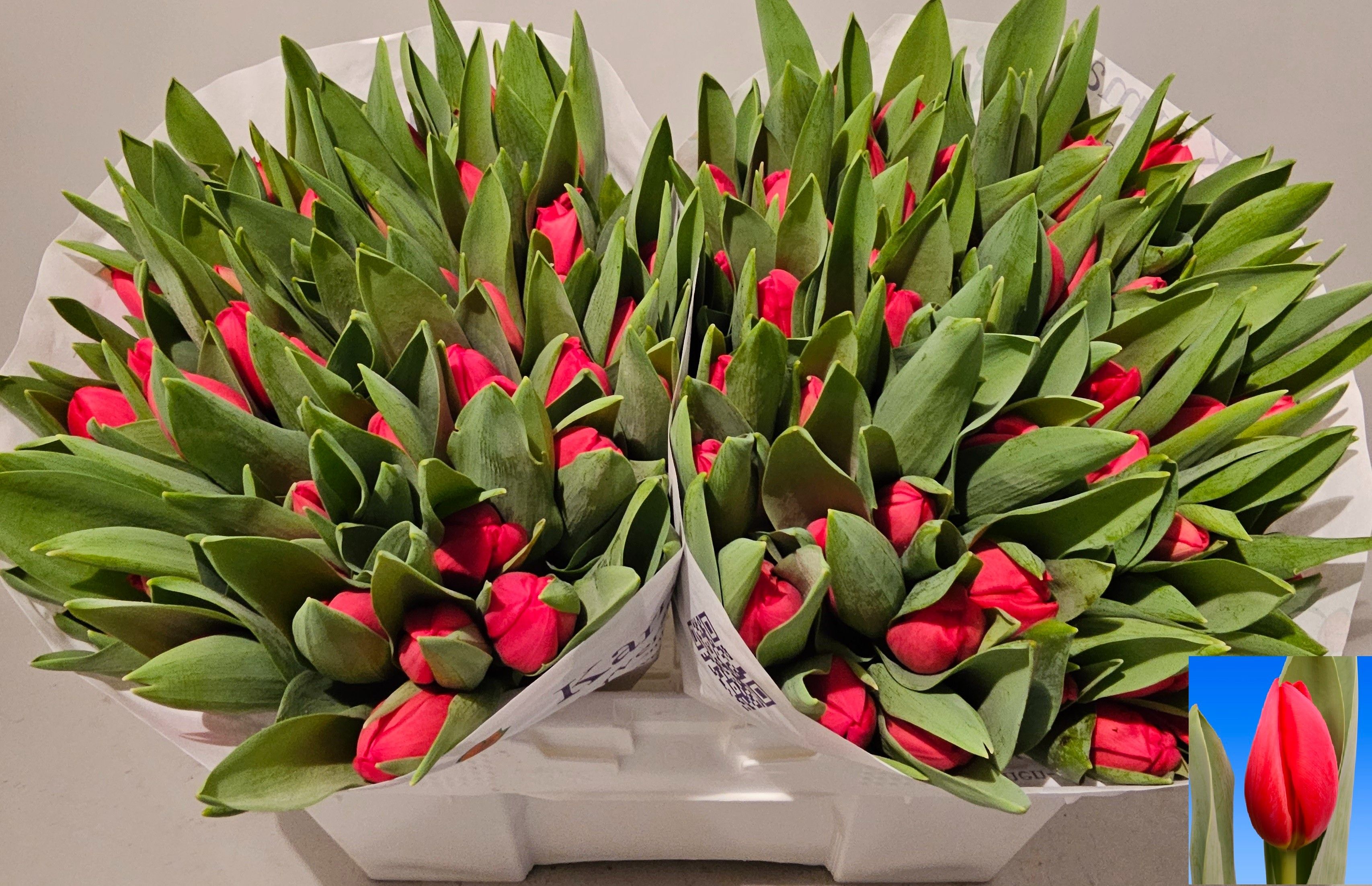 Тюльпан од. Хотспот, шт.