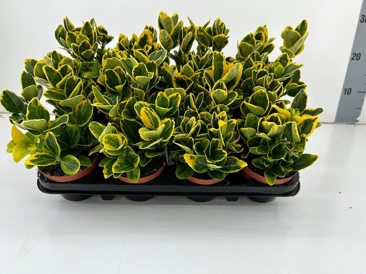 Euonymus Japonicus 'Aureus' P9, D 9 cm