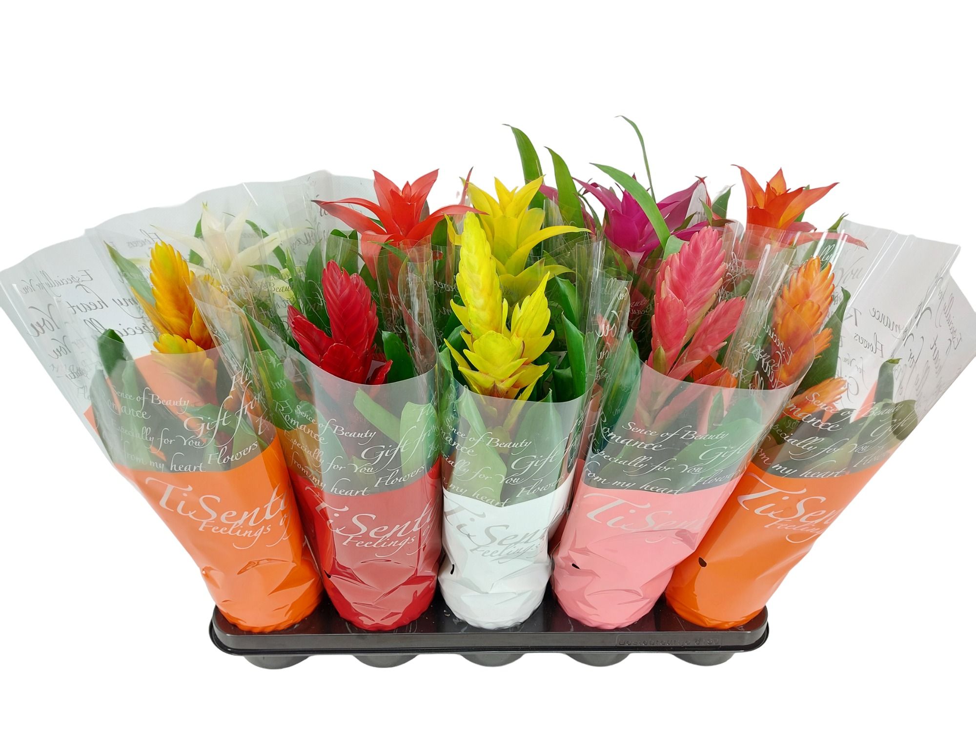 Bromelia Mix - 50 cm, D 12