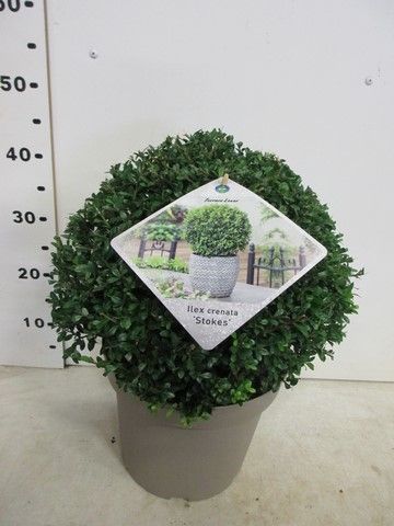 Ilex crenata Stokes 30 cm bol, P28, D 28