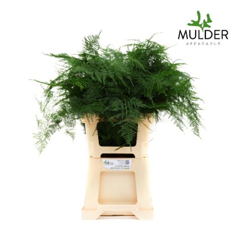 Аспарагус Сетацеус 65, шт.