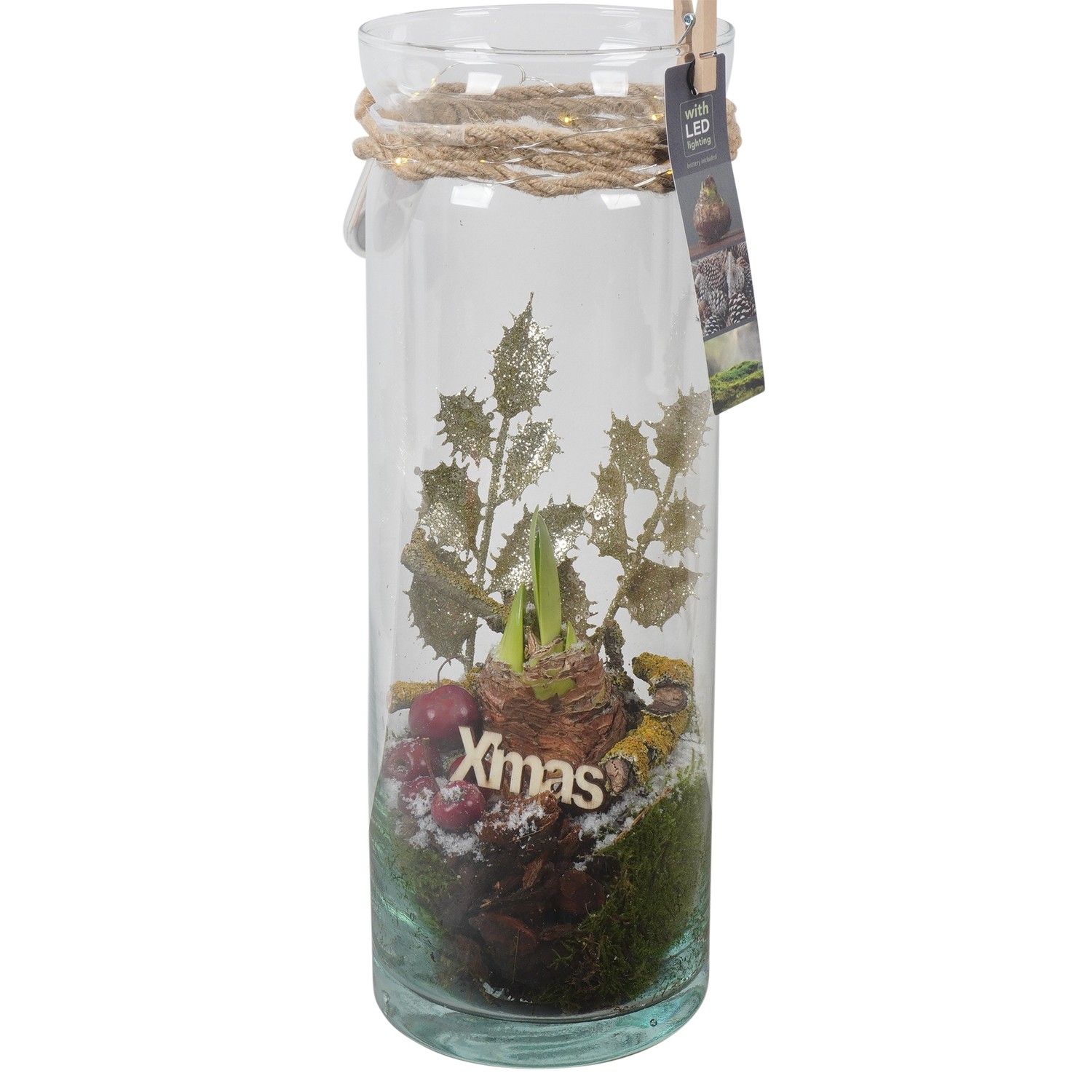 PTACH5947 Arrangement Amaryllis Christmas in glazen vaas, D 12 cm