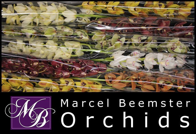 Цимбидиум мини Микс x10 60, шт.