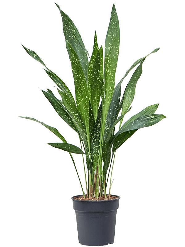 Aspidistra elatior 'milky way', D 17