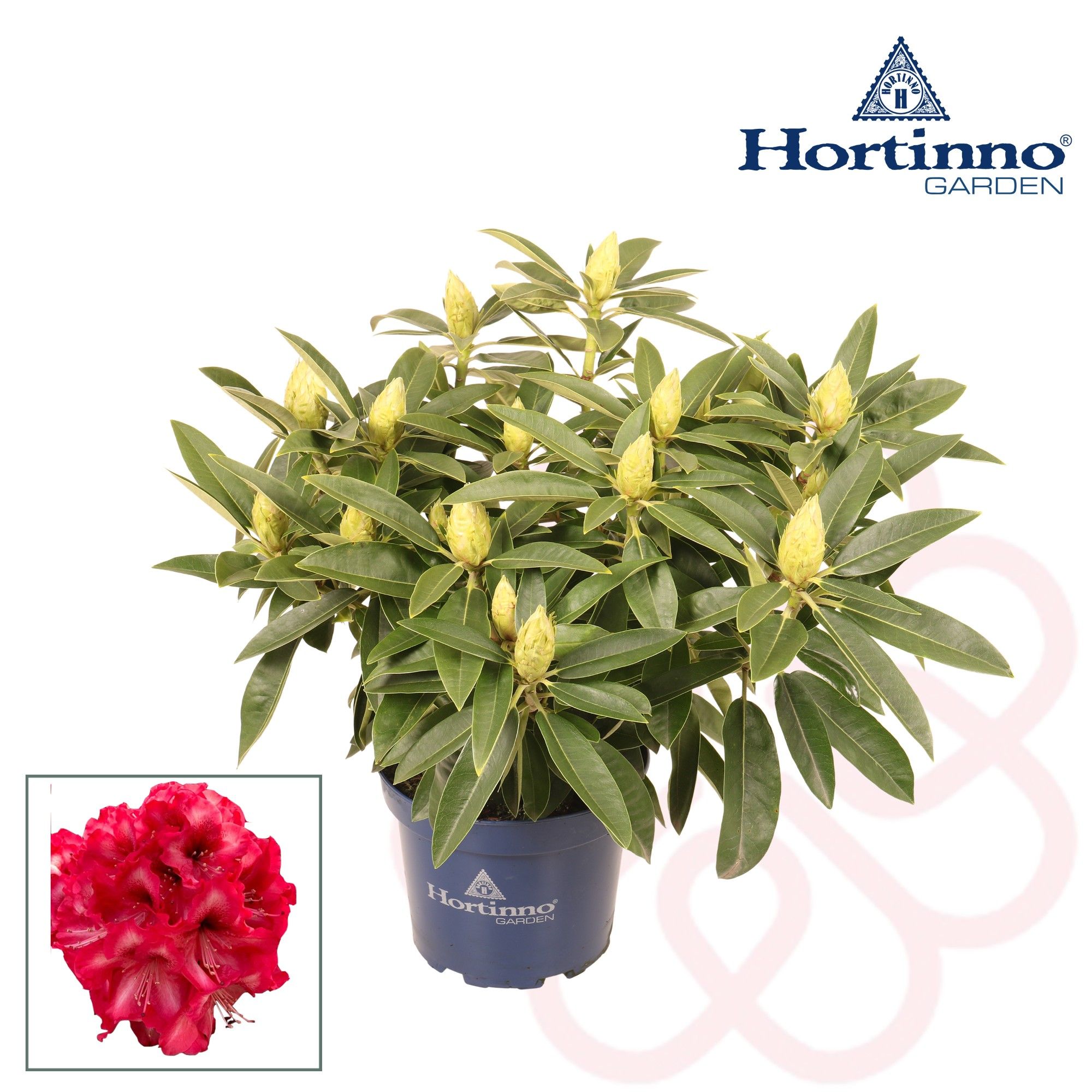 Hortinno® Garden XXL Red Dragon groen 50 - 60 cm, D 23 cm