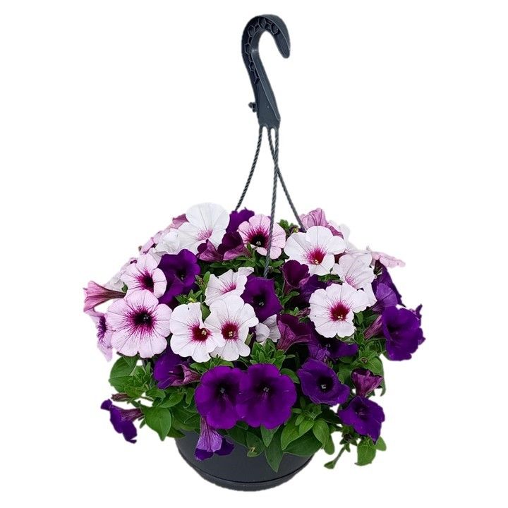 Hpot Petunia Li rose/ violet gead/Bl + Hoes, D 25