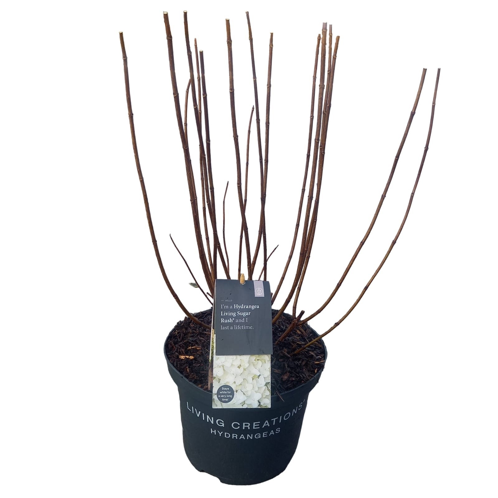 Hydrangea pan. 'Living Sugar Rush' ®, D 23