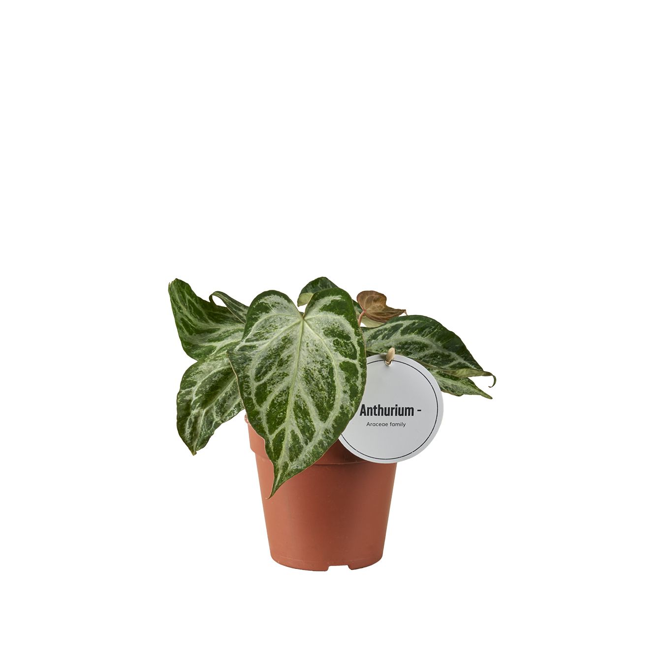 Anthurium Silver Blush Mint, D 12