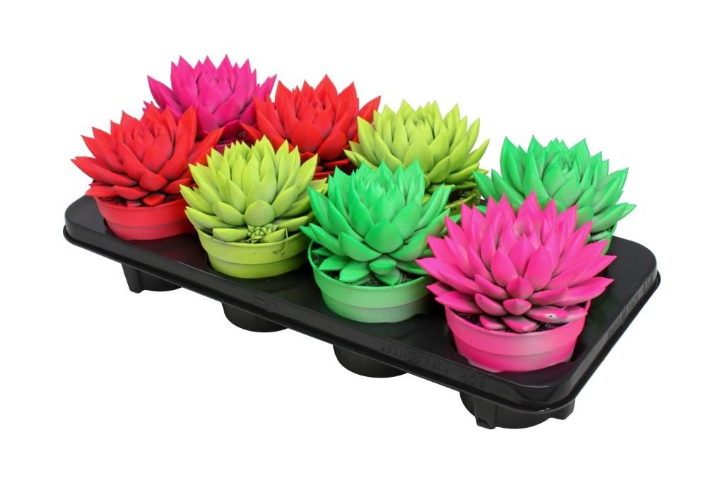 Miranda coloured neon mix, D 12 cm