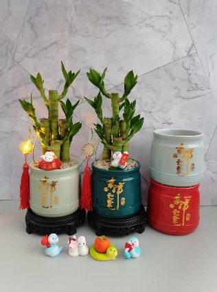 Драцена сандериана Тен блессингс хаве арривед 圆瓷盆 30